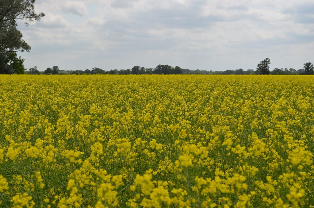 Canola field across Manitoba prairie landscape