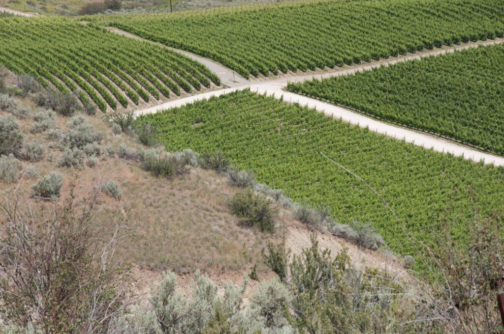 Osoyoos 葡萄园旁的干燥地貌
